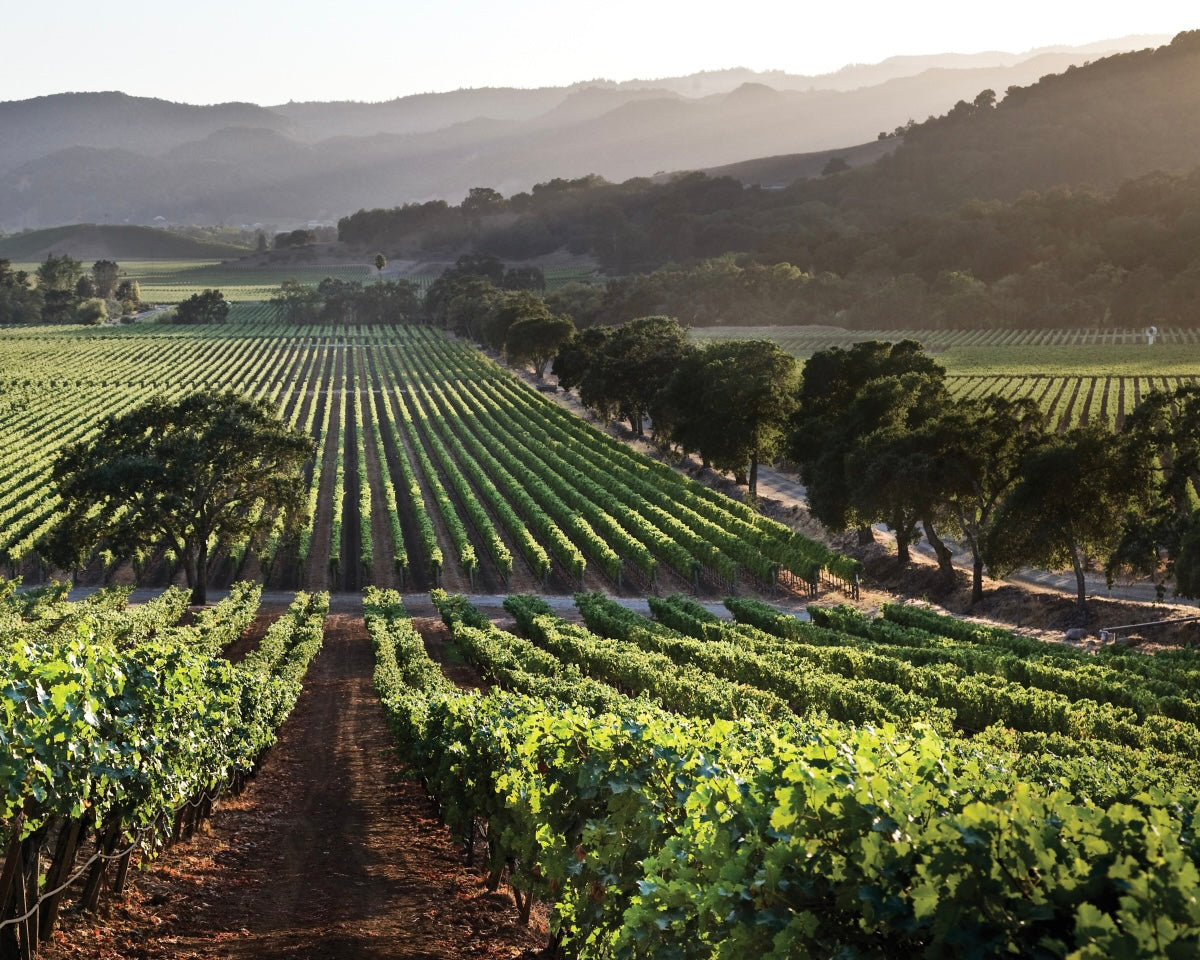 Buena Vista Chardonnay, California 2024